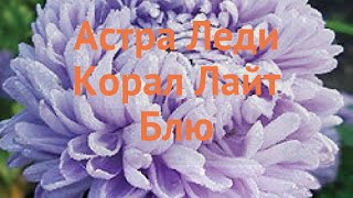 Астра обыкновенный Лайт Блю 🌿 обыкновенный астра Лайт Блю обзор: как сажать, семена астры Лайт Блю