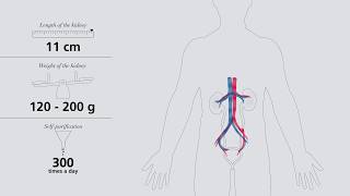 Understanding The Kidneys