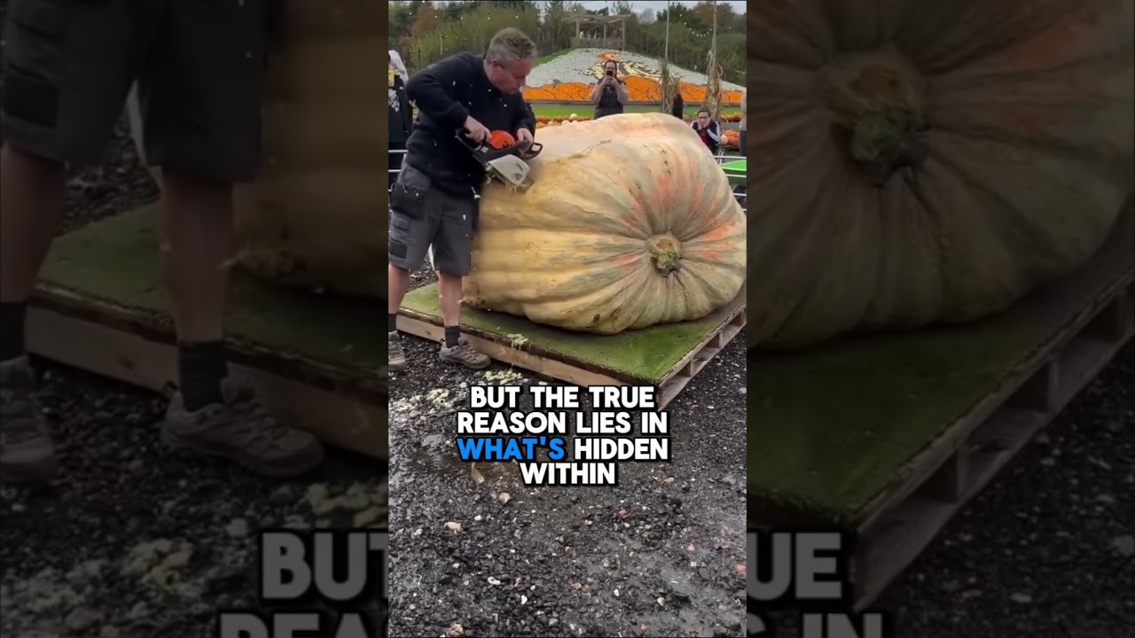 🎃 Why Giant Pumpkins Get Cut Open After Winning 🏆🔪 
