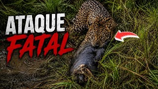 SALVAMOS os filhos! Um ATAQUE fatal de ONÇA no quintal.  Filhos mamando na mãe m0rta