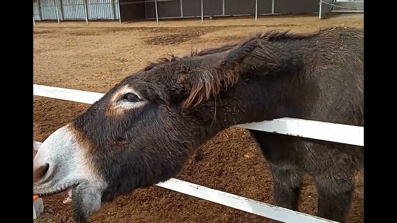 [Relaxing bites] 1min sweetest friendly donkey