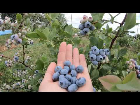 Свежие ягоды ГОЛУБИКИ и какова их польза