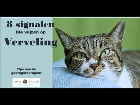 Video: Kattenverrijkingstips Voor Verveelde Katten
