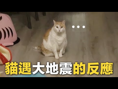 【黃阿瑪的後宮生活】貓遇大地震的反應！太無助了！
