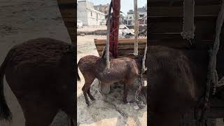 When Everything Got Expensive | Khana Badosh Hit Hardest by Inflation Pakistan | Zain Lodhi