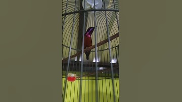 Kolibri Ninja Full Tembakan Tajam #shorts