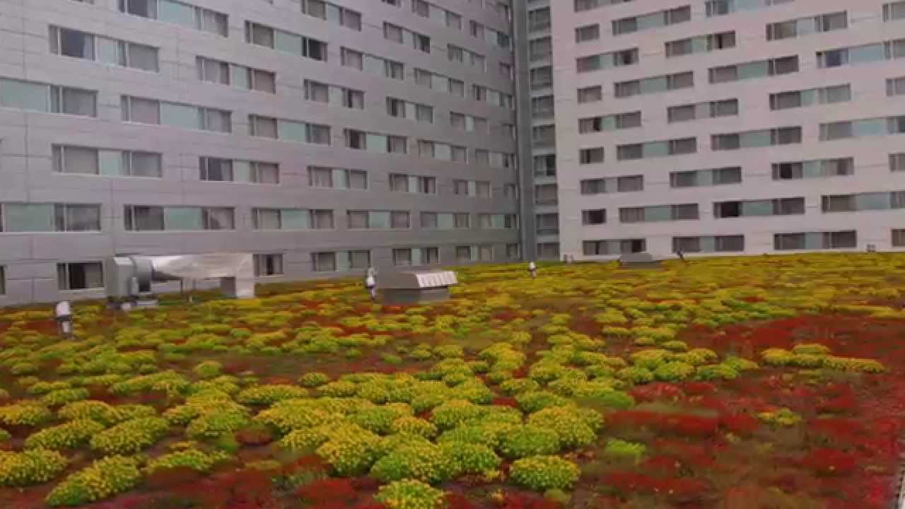 Washington DC Green Roof Rebate Program YouTube