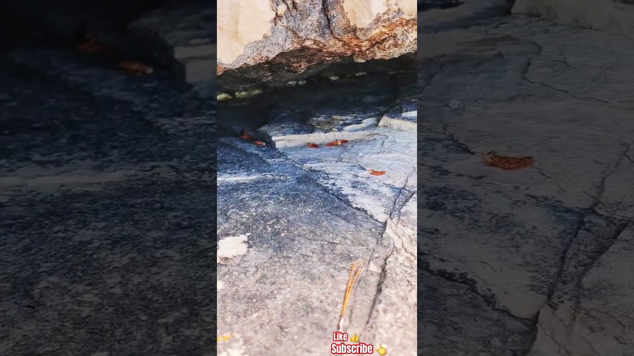 MICRO JUNGLE EXPLORER*(MICRO CAVE-260)