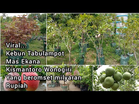 Viral... Kebun Tabulampot