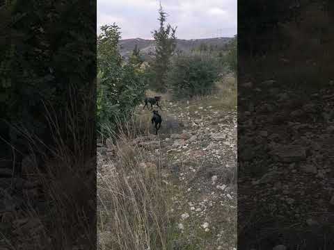 Σήκωμα λαγου