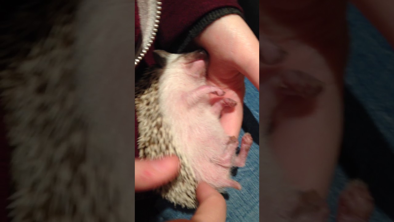Sleeping Baby Hedgehog