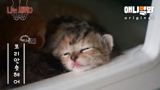 나는 태어난 지 10일 된 코리안숏헤어 새끼다 [애니멀봐 나새끼 24호]ㅣI'm a 10-Day-Old Korean Shorthair Kitten