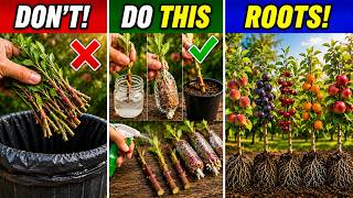 Don't Waste These Summer Shoots! Clone Peach, Plum, Cherry & Apricot Trees in Just 3 Steps