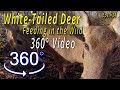 VR 360° White-Tailed Deer - Feeding in the Wild  (Eps.#34)