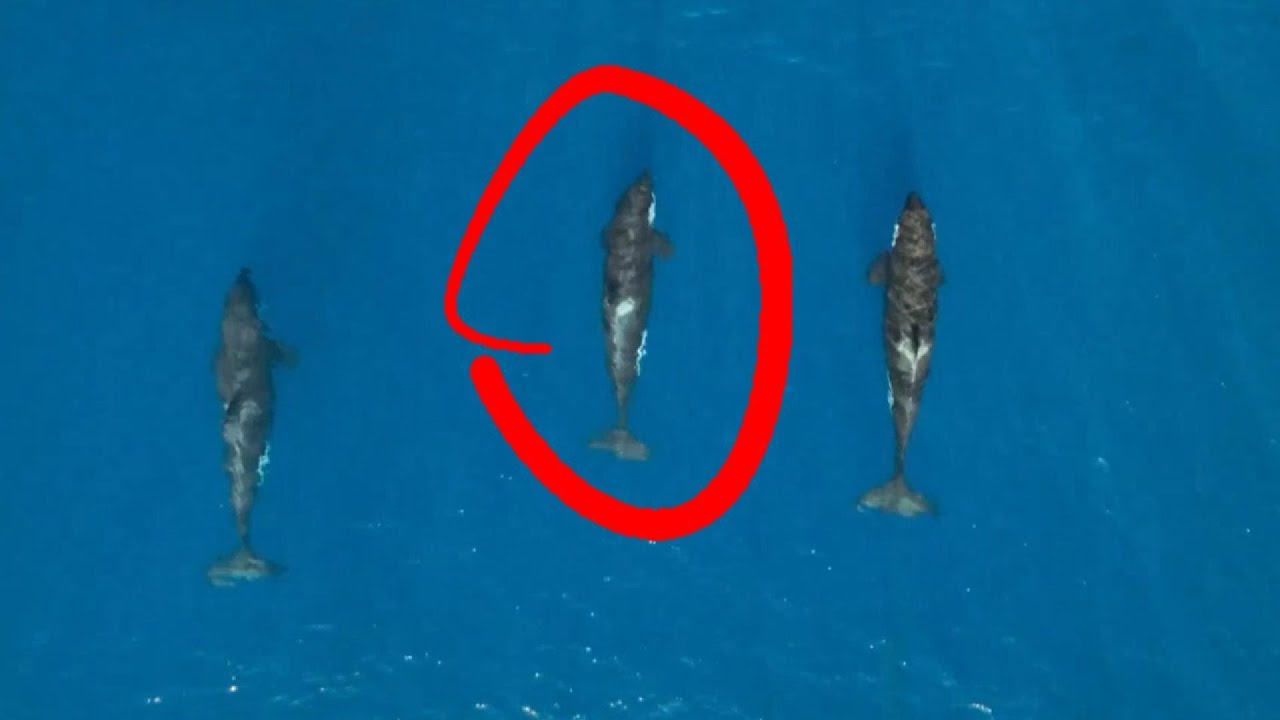 Heartbreaking Encounter: Orcas Kidnap Baby Whale! 😱🐋 (Mammals)