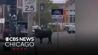 Cow runs loose on campus at University of Illinois