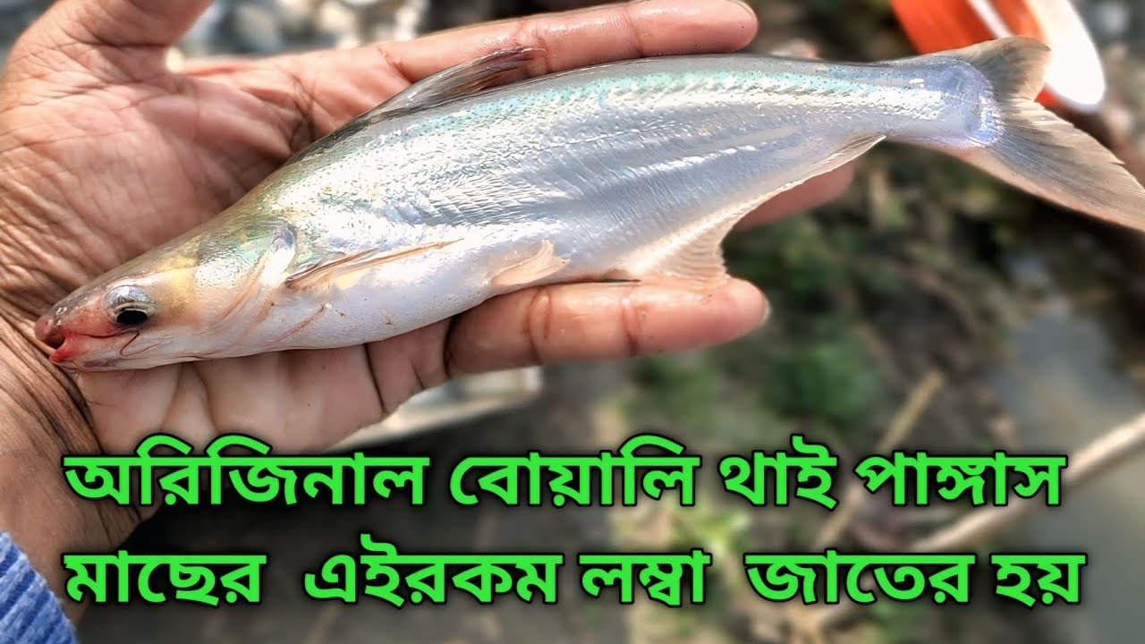 লম্বা জাতীয় অরিজিনাল বোয়ালি থাই পাঙ্গাস মাছের পোনা বিক্রয় করা হচ্ছে 01799515226