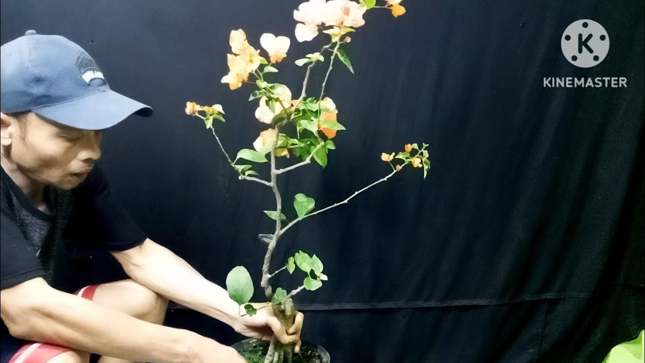Cara Perawatan Bonsai Bougenville Supaya Berbunga Terus🔥