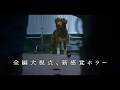 犬だけに見える“何か”から飼い主を守る！ 全編“犬視点”で描かれる新感覚ホラー『GOOD BOY／グッド・ボーイ』予告編