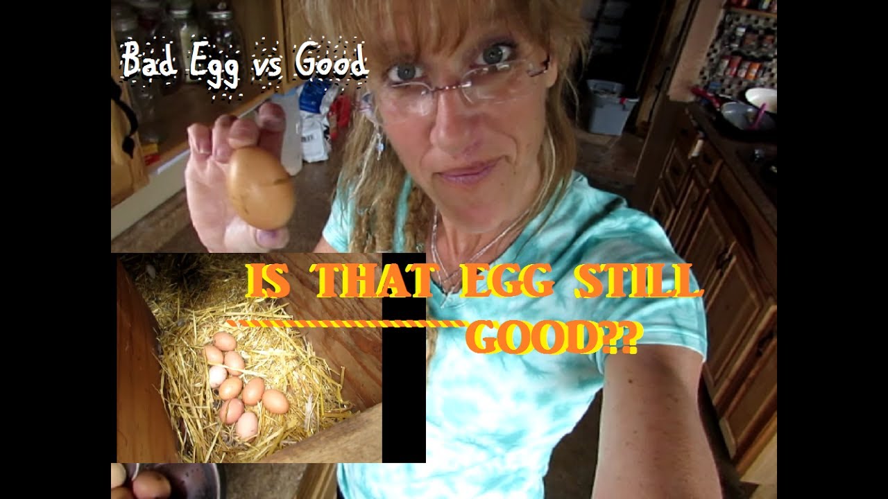 How to Tell if Eggs Bad or Good Kitchen Hack YouTube