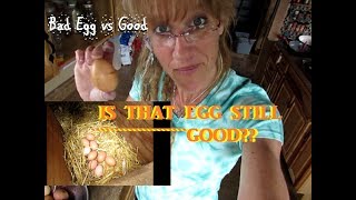 How to Tell if Eggs Bad or Good - Kitchen Hack How to Tell if Eggs Bad or Good - Kitchen Hack