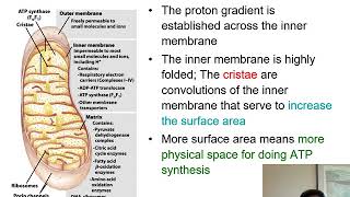 Chapter19   Oxidative Phosphorylation