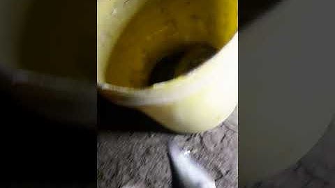 cắm câu cá thác lác