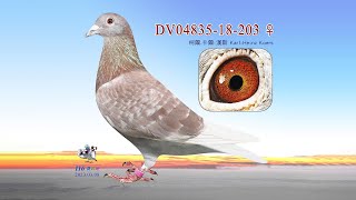 【特賣會】DV04835-18-203