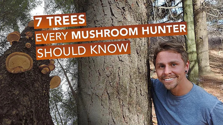 7 Trees Every Mushroom Hunter Should Know - DayDayNews