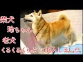 【老犬の介護】柴犬わん太の彼女 柴犬玲ちゃんくるくるくらぶに加入！犬用介護オムツ  柴犬柄のふんどしなど