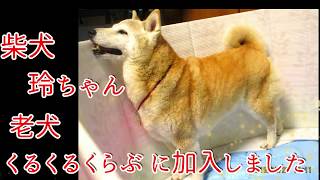 【老犬の介護】柴犬わん太の彼女 柴犬玲ちゃんくるくるくらぶに加入！犬用介護オムツ  柴犬柄のふんどしなど