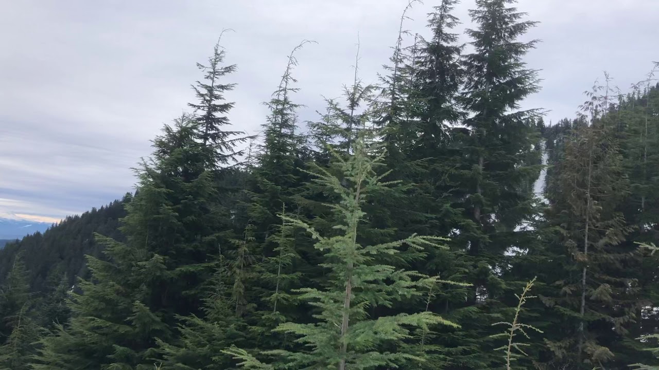 Mount Crickmer(January 30, 2020)