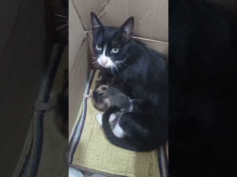 كويتك كويتك على قطيطات 