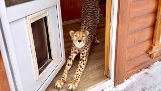 African Cheetah walks in freezing -20 🥶 Gerda loves any kind of weather