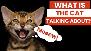 Top 7 Sounds Your Cat Makes And What They Mean