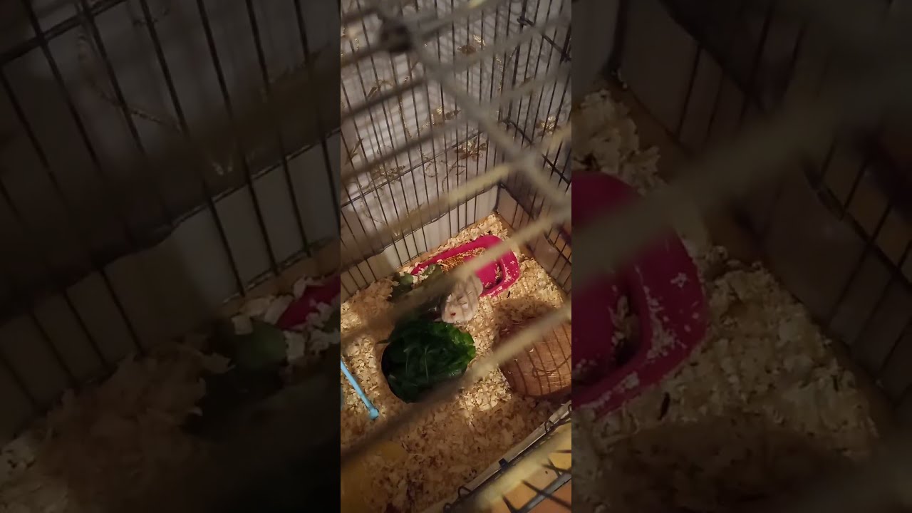 ' Джунгарский хомяк ' Djungarian hamster ' 