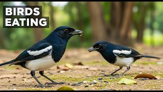 So Satisfying! Birds Eating Food 🐦 | Real Nature Feeding Scenes (4K) | Sky Birds Relax