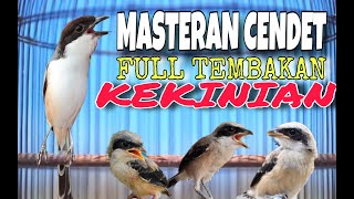 MASTERAN CENDET SPESIAL FULL ROLL SPEED TEMBAKAN TENGKEK BUTO MEWAH PANJANG KEKINIAN