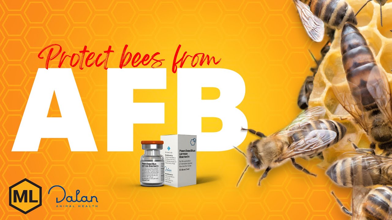 Protect Your Bee Hive – Vaccine for American Foulbrood
