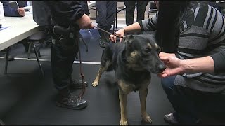 VCA Animal Hospital equipped local police dogs with naloxone