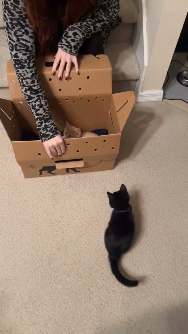 Bébé chaton très mignon ♥️ ♥️ ♥️ ♥️
