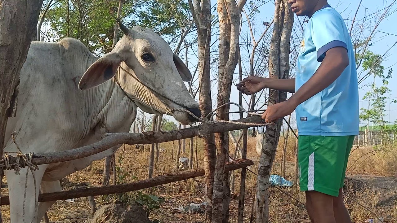How to lock cattle for drug injection របៀបចាប់គោចងដើម្បីចាក់ថ្នាំ ព្យាបាលដំបៅ YouTube