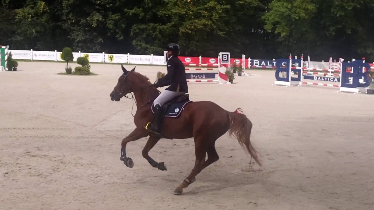 Albert K - konkurs Silver 3 (130) 19.08.2016