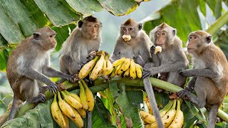 The Magical World Of Cute Young Animals With Relaxing Music Soothing Music