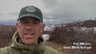 Alaska's Wildlife Workers: Ptarmigan Breeding Surveys
