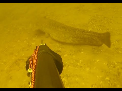 Вопрос: Что за работа зимой у сома?