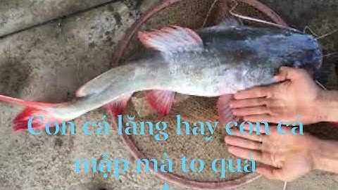 Câu Dính Cá Lăng Nha Đuôi Đỏ Khổng lồ ở Chân Cầu Rạch miễu