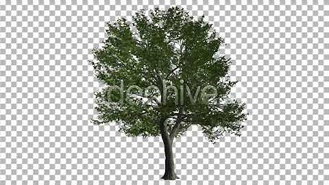 Deciduous Tree | Motion Graphics - Envato elements