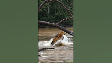 leopard attacks python in river