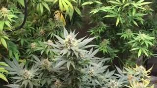 Day 1 Week 7 of Flower 🌺